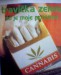 Cannabis of Holand (.jpg